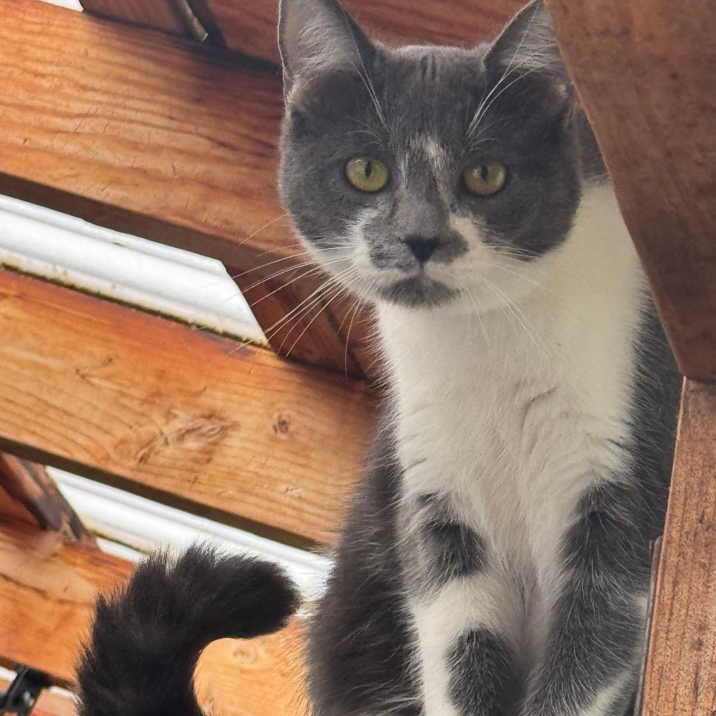 Enlarge Owen_Str-112525, a Adoptable Domestic Short Hair in San Pablo, CA image 1/6