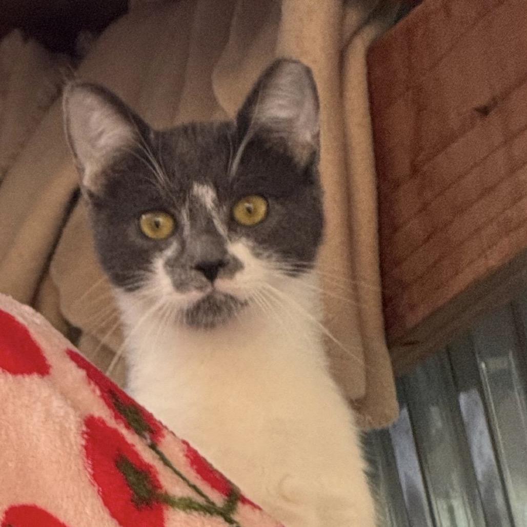 Enlarge Owen_Str-112525, a Adoptable Domestic Short Hair in San Pablo, CA image 2/6