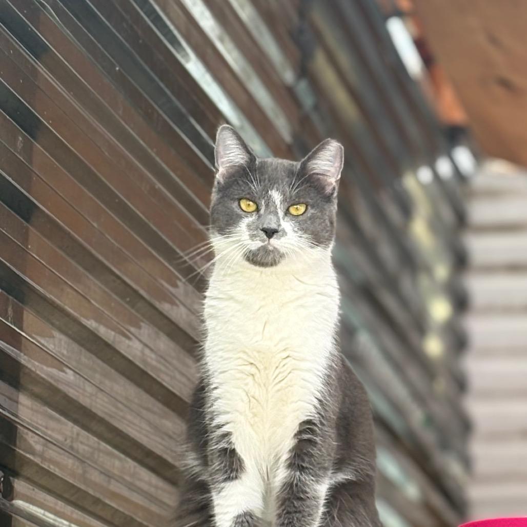 Owen, a Adoptable Domestic Short Hair in San Pablo, CA image 1/4