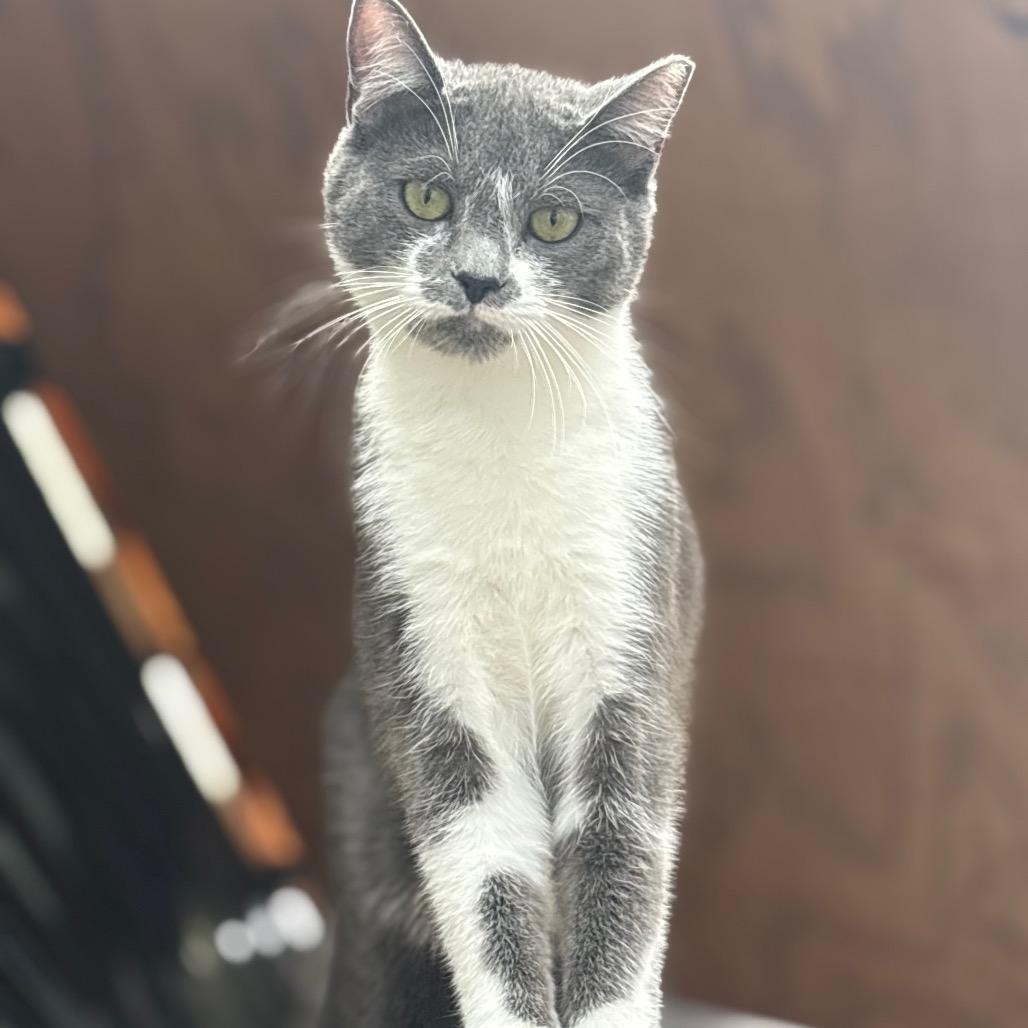 Owen, a Adoptable Domestic Short Hair in San Pablo, CA image 2/4