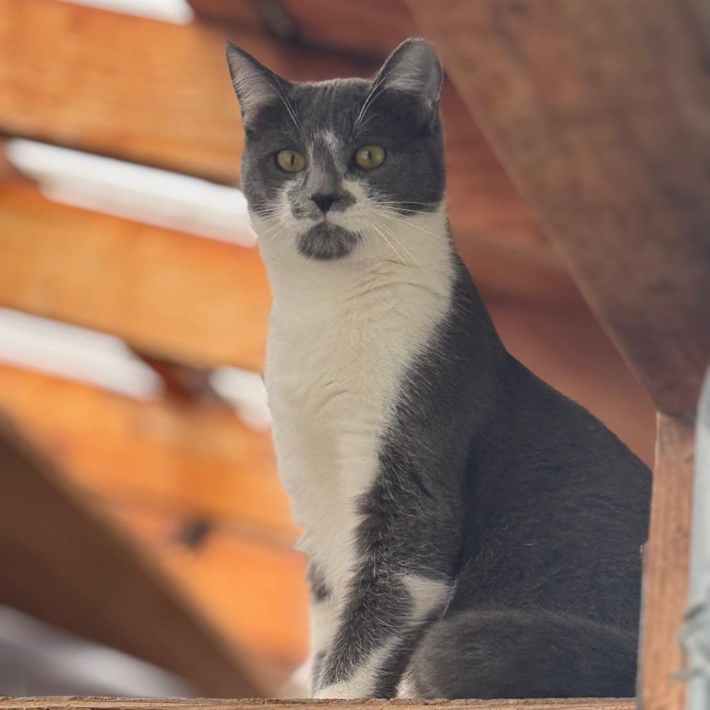Enlarge Owen, a Adoptable Domestic Short Hair in San Pablo, CA image 3/6