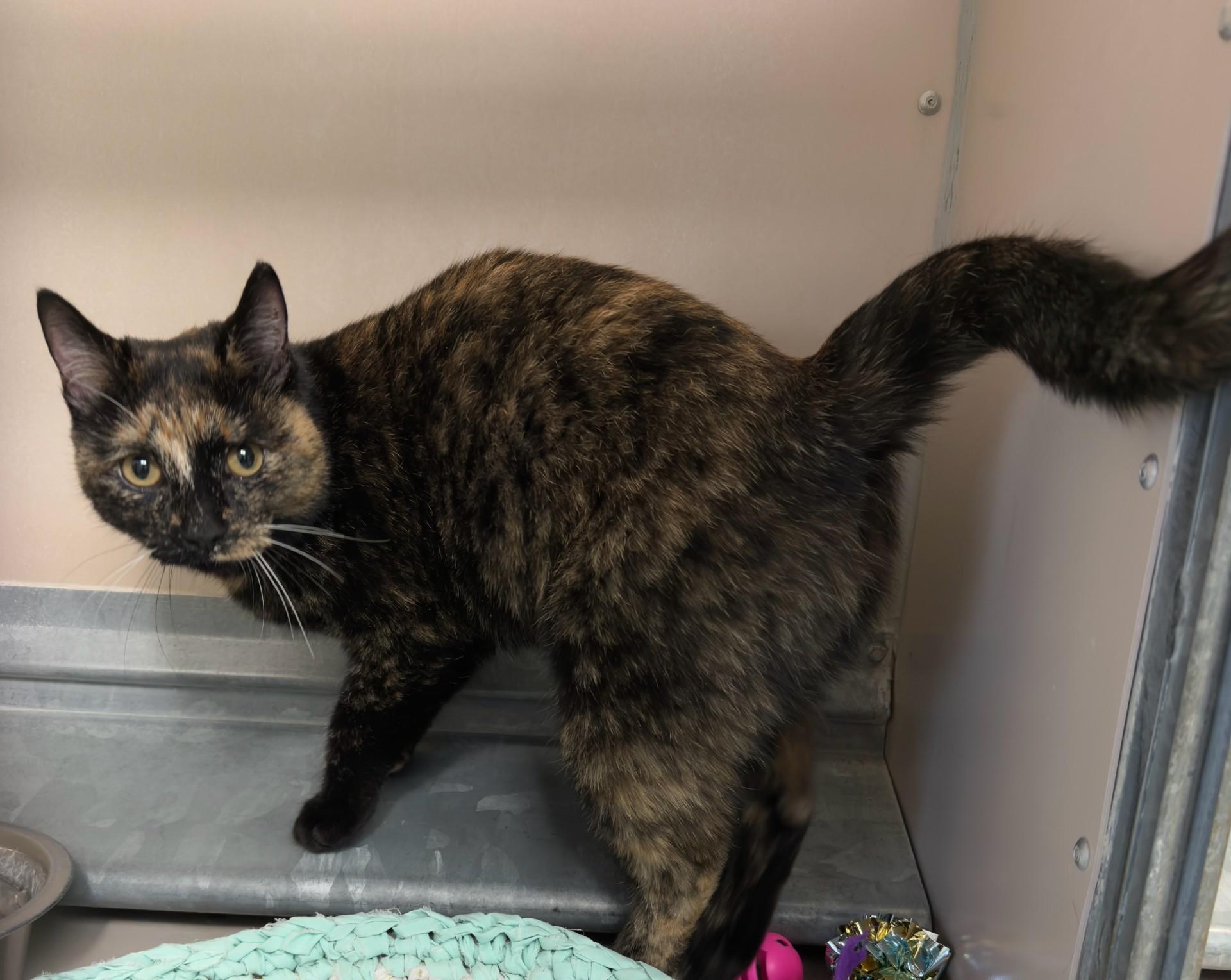 Enlarge 60121818, a ADOPTABLE Domestic Short Hair in Elko, NV image 1/1