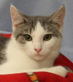Enlarge Newman, a Adoptable Domestic Medium Hair in Savannah, MO image 1/1