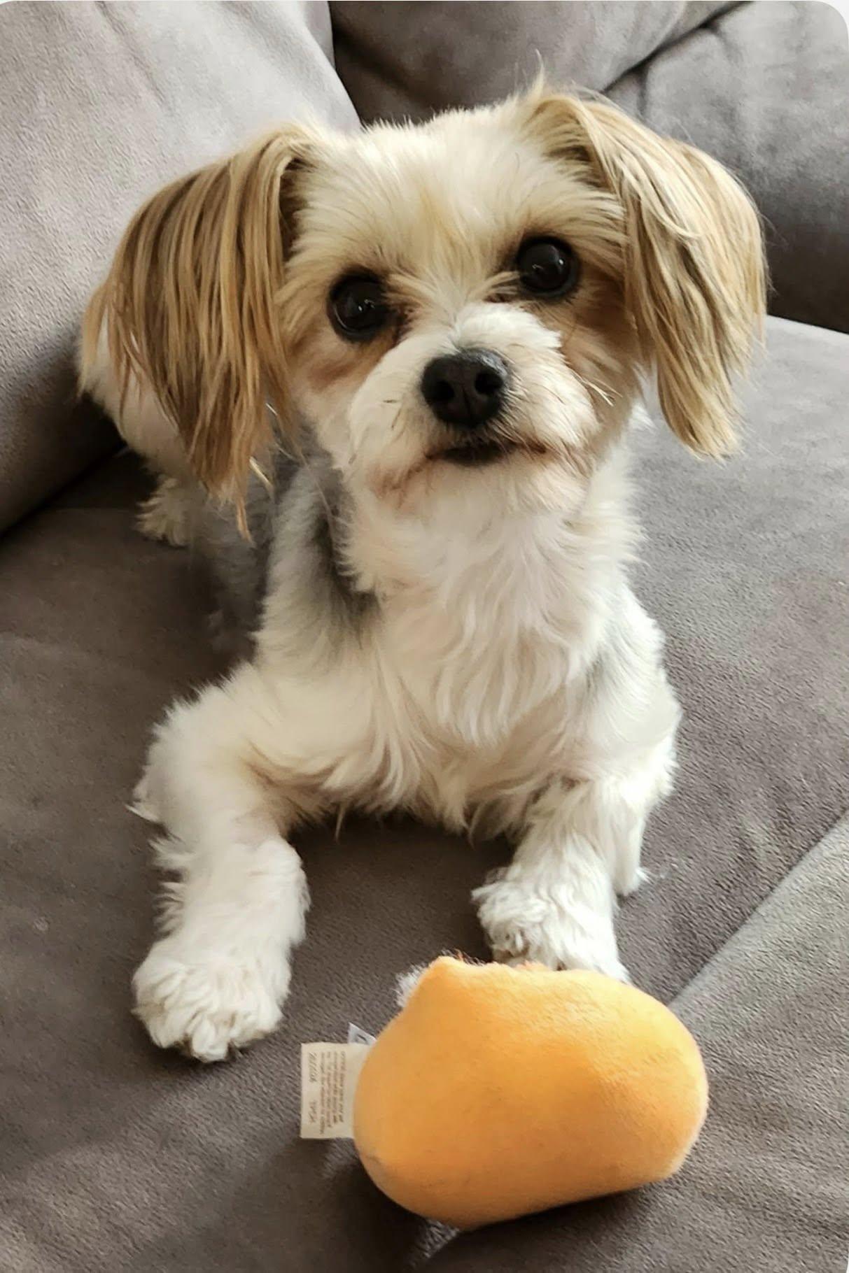 Enlarge Pearl, an adopted mixed breed in Henderson, NV image 2/5