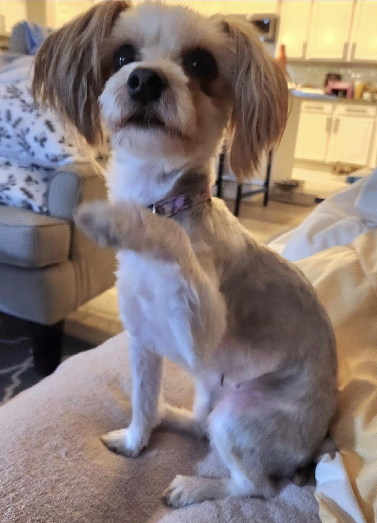 Enlarge Pearl, an adopted mixed breed in Henderson, NV image 4/5