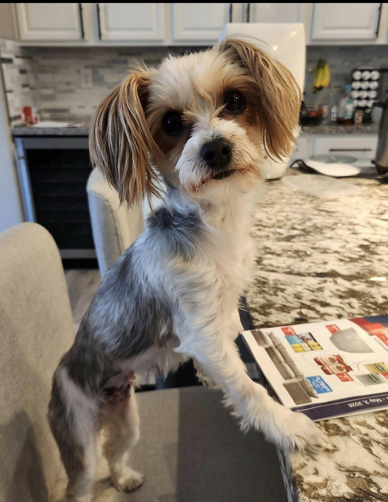 Pearl, adopted, Adult Female Yorkshire Terrier & Maltese.