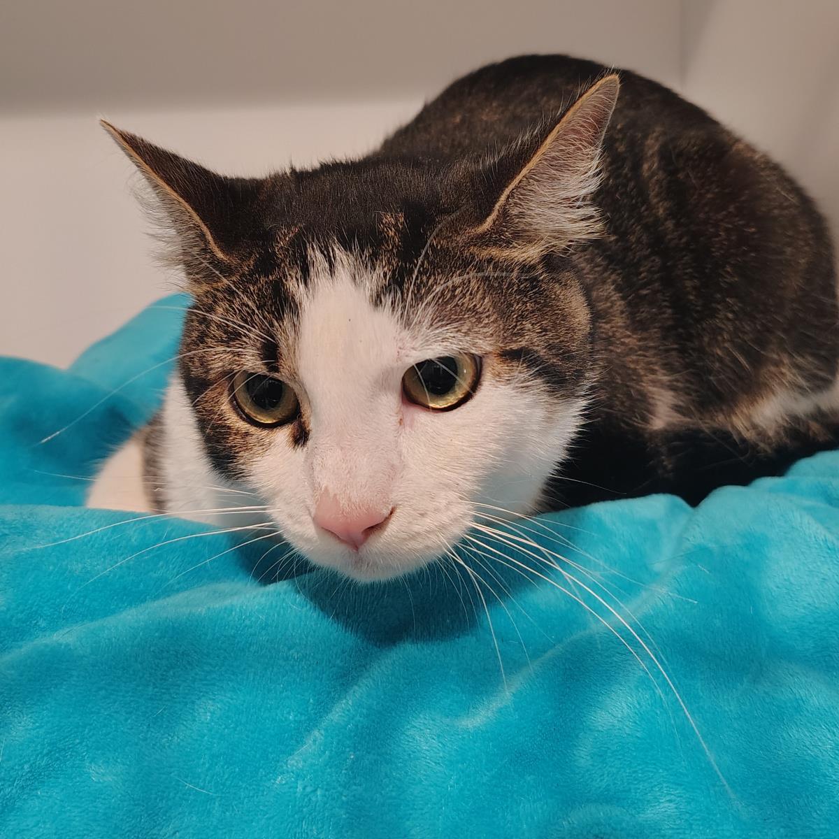Enlarge Tillamook, a Adoptable mixed breed in Lincoln, CA image 1/1