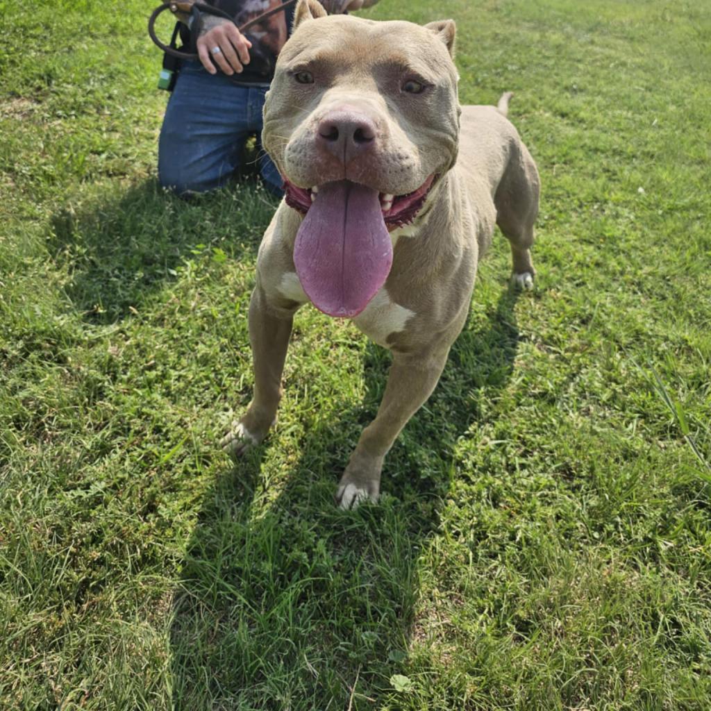 Whiskey, Adoptable, Adult Male Pit Bull Terrier.