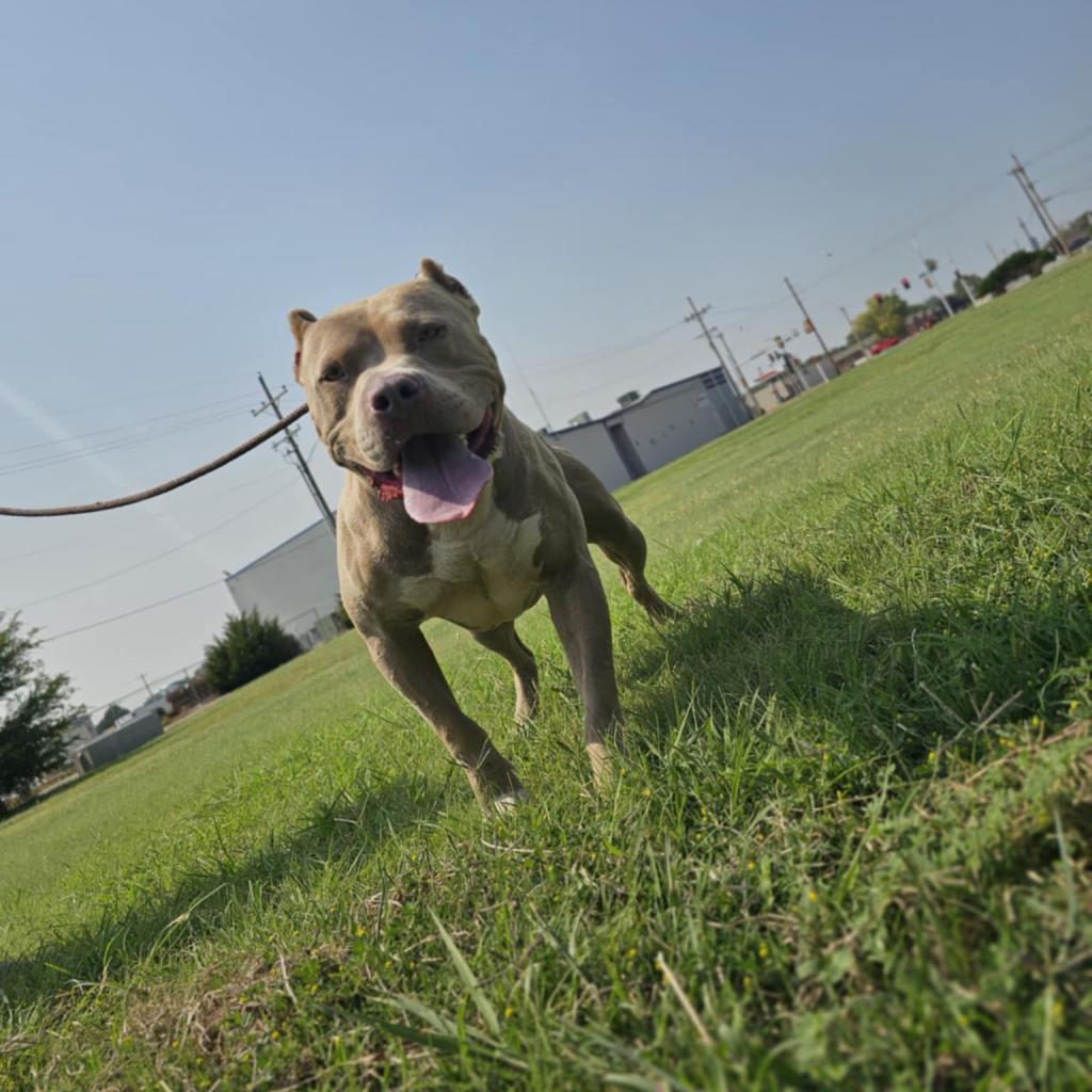Whiskey, a Adoptable Pit Bull Terrier in Colorado Springs, CO image 2/6