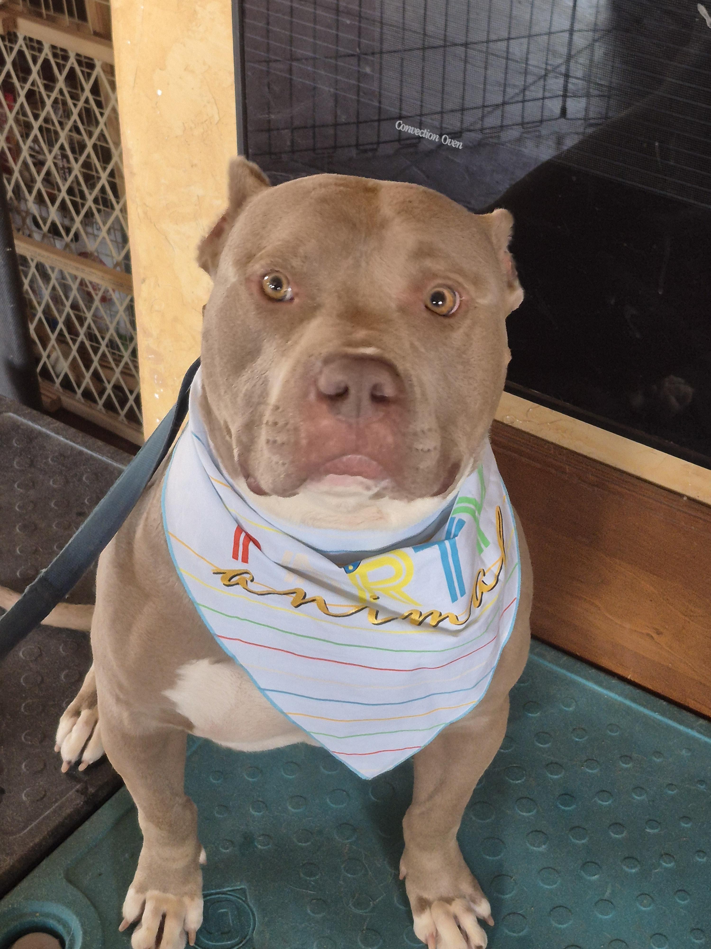 Whiskey, a Adoptable Pit Bull Terrier in Colorado Springs, CO image 3/6