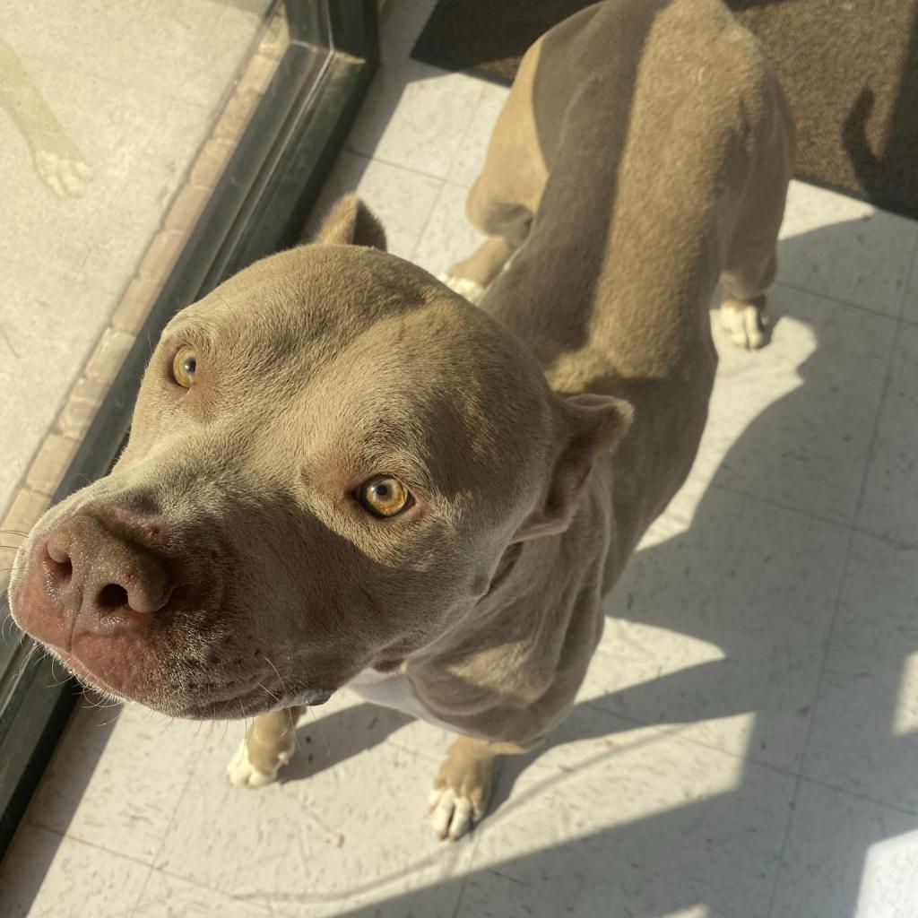Whiskey, a Adoptable Pit Bull Terrier in Colorado Springs, CO image 4/6