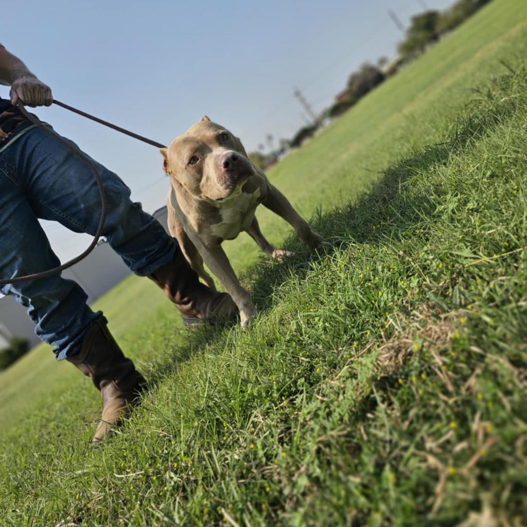 Whiskey, a Adoptable Pit Bull Terrier in Colorado Springs, CO image 5/6