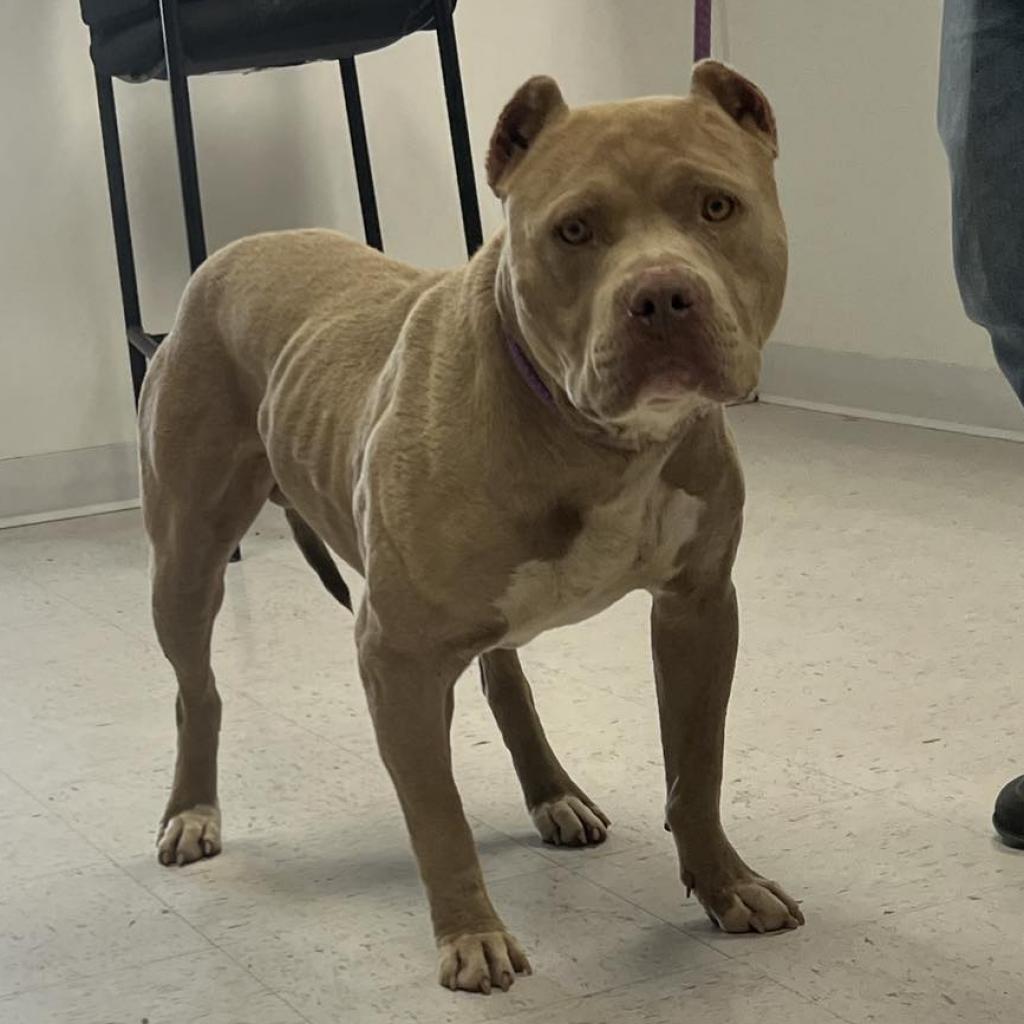 Whiskey, a Adoptable Pit Bull Terrier in Colorado Springs, CO image 6/6