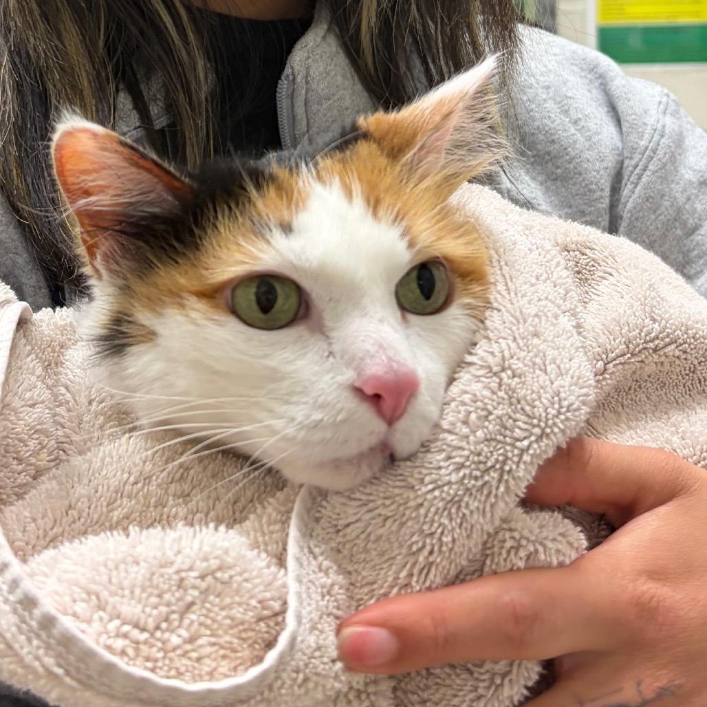 Enlarge Kayla, a Adoptable Domestic Medium Hair in Murray, UT image 1/1