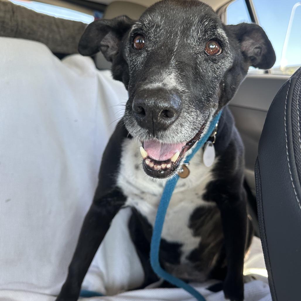 Pebbles — thumbnail 6