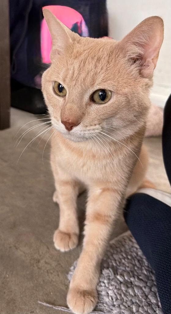 Howard, a Adoptable Domestic Short Hair in Ocala, FL image 2/3
