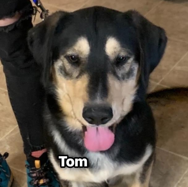 Enlarge Tom, a ADOPTABLE mixed breed in Marseilles, IL image 1/1