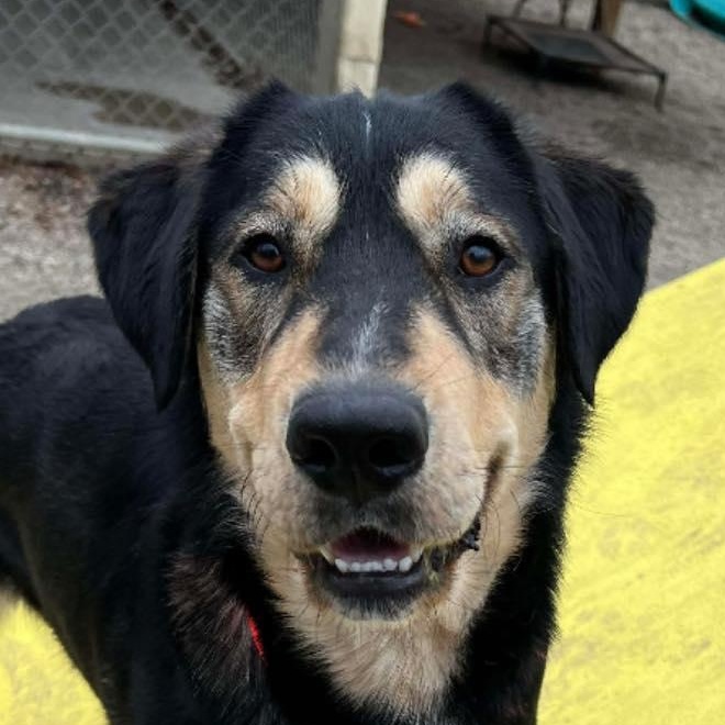 Enlarge Tom, a ADOPTABLE mixed breed in Marseilles, IL image 1/1