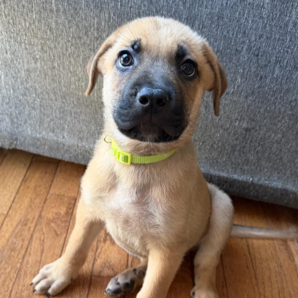 Zafar (Puppy Gray), Adoptable, Puppy Male Bullmastiff & German Shepherd Dog.