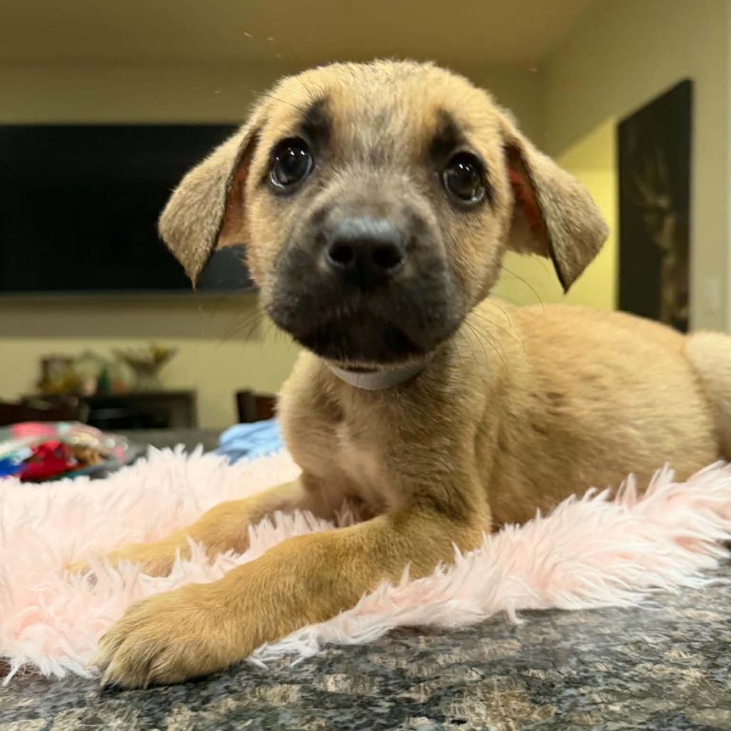 Enlarge Zafar (Puppy Gray), a Adoptable mixed breed in manchester, PA image 2/2