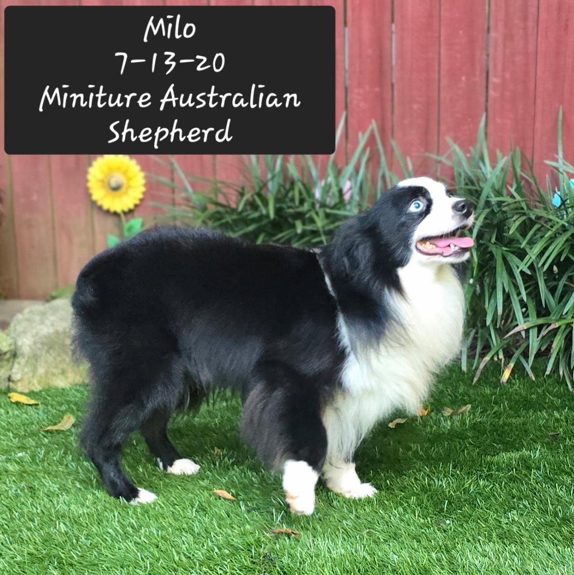 Milo, Adoptable, Young Male Australian Shepherd.
