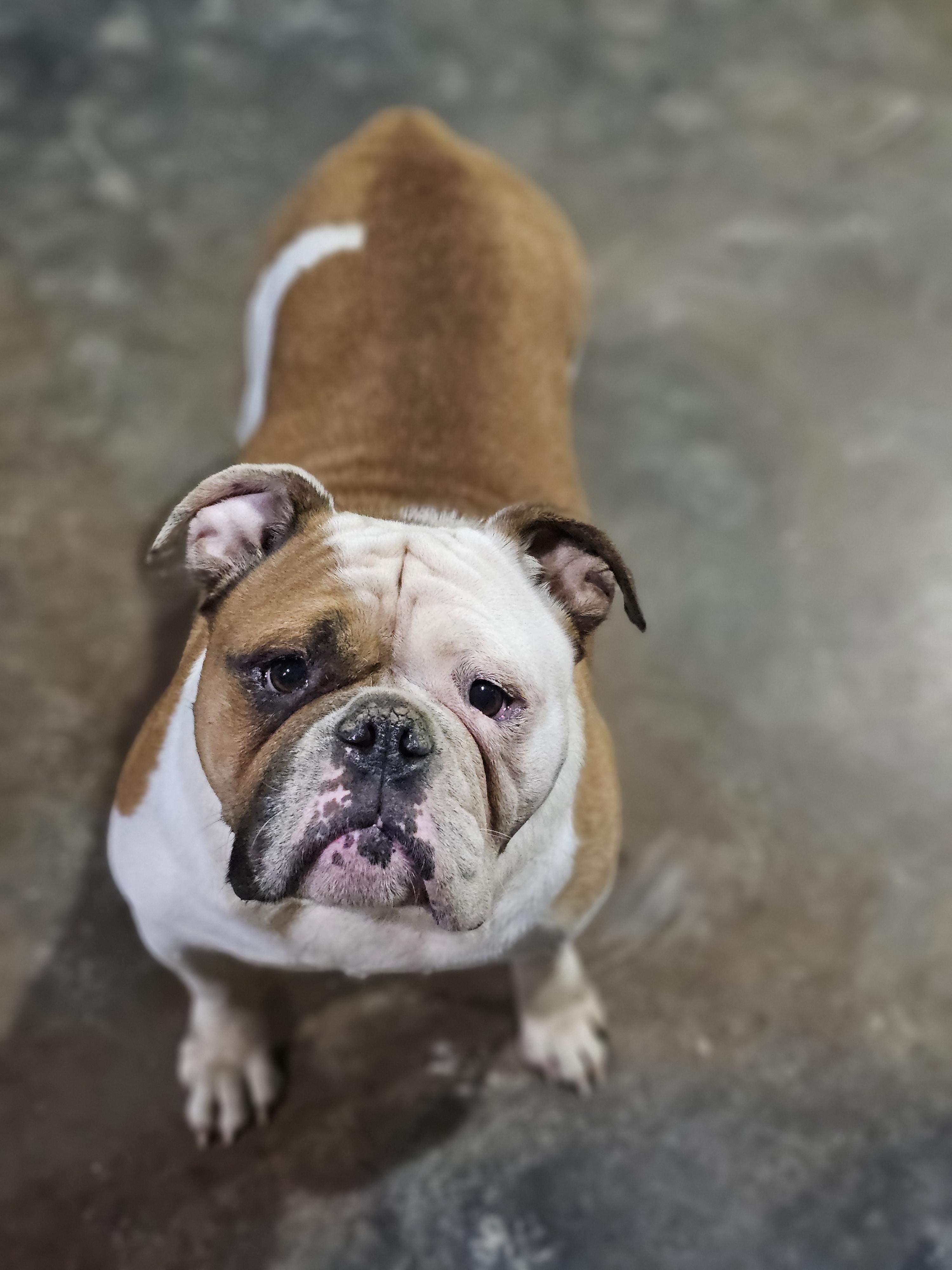 Peaches (Hammy) so il 2