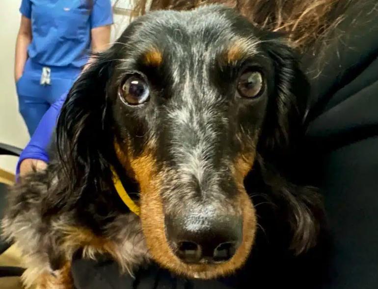 Enlarge Dolce, a ADOPTABLE Dachshund (Miniature Long Haired) in South San Francisco, CA image 1/6