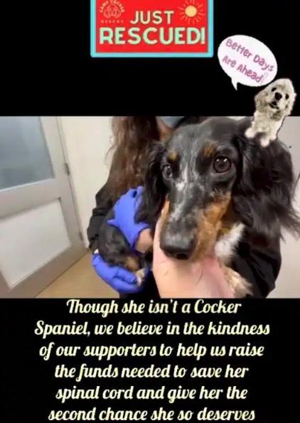 Enlarge Dolce, a ADOPTABLE Dachshund (Miniature Long Haired) in South San Francisco, CA image 5/6