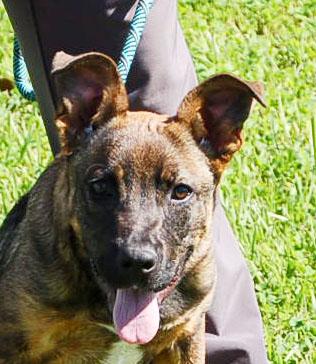 DAISY AD 05-30-25, a Adopted German Shepherd Dog in Preston, CT image 1/5