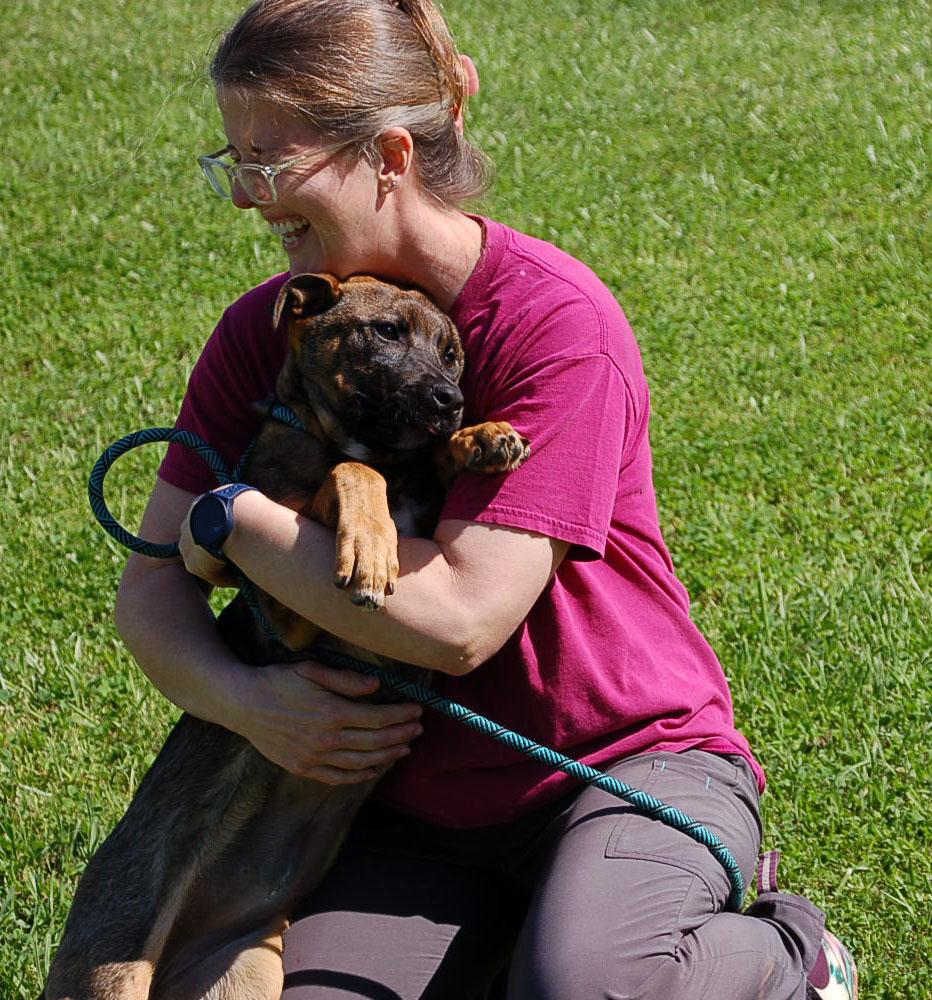 DAISY AD 05-30-25, a Adopted German Shepherd Dog in Preston, CT image 2/5