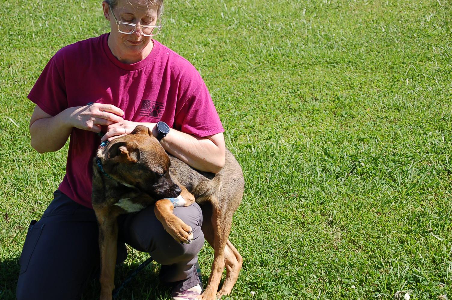 DAISY AD 05-30-25, a Adopted German Shepherd Dog in Preston, CT image 3/5