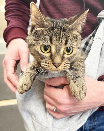 Enlarge Lexi - cuddly adorable sweetheart!, a ADOPTABLE Tabby in Oshkosh, WI image 3/6