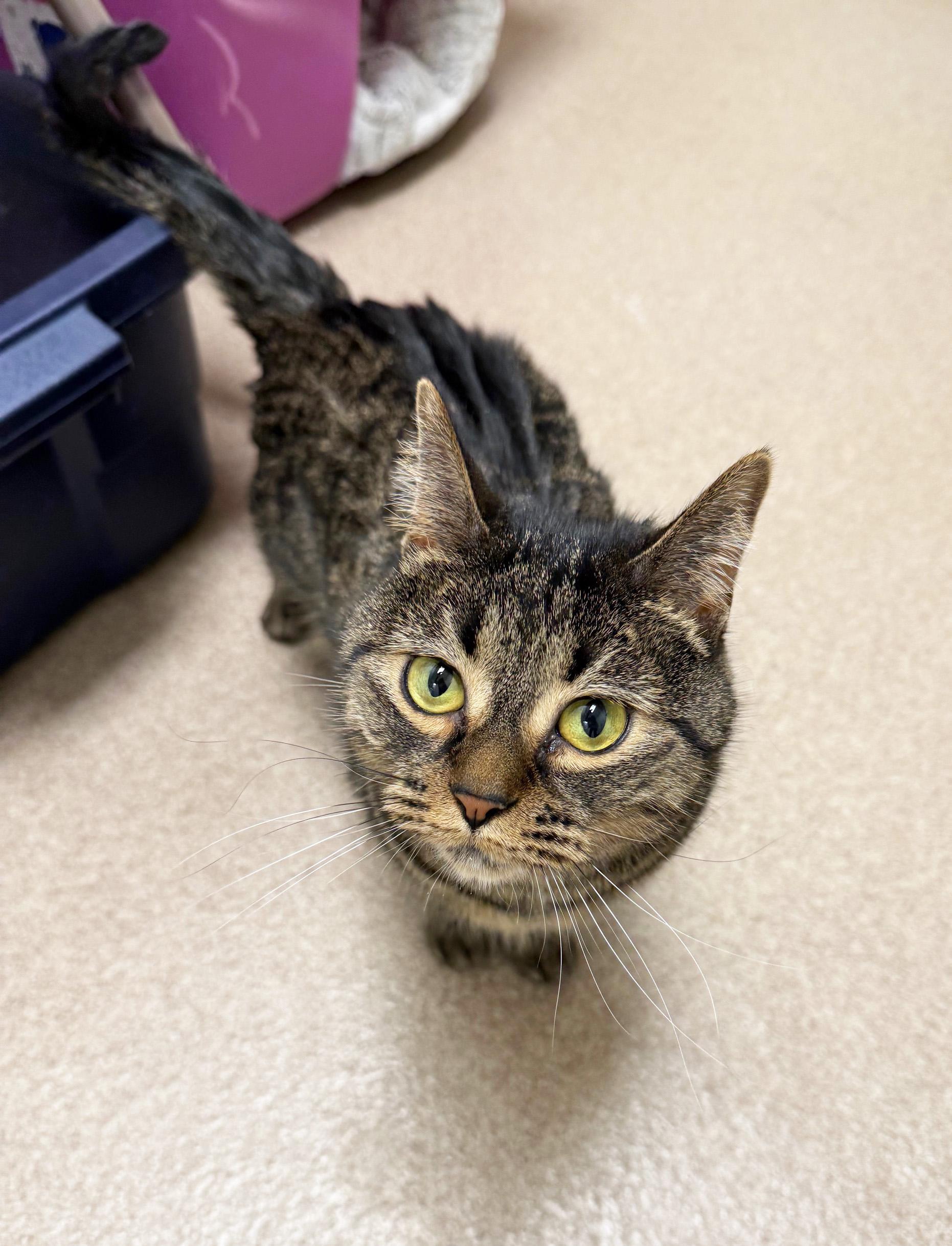 Enlarge Lexi - cuddly adorable sweetheart!, a ADOPTABLE Tabby in Oshkosh, WI image 2/6