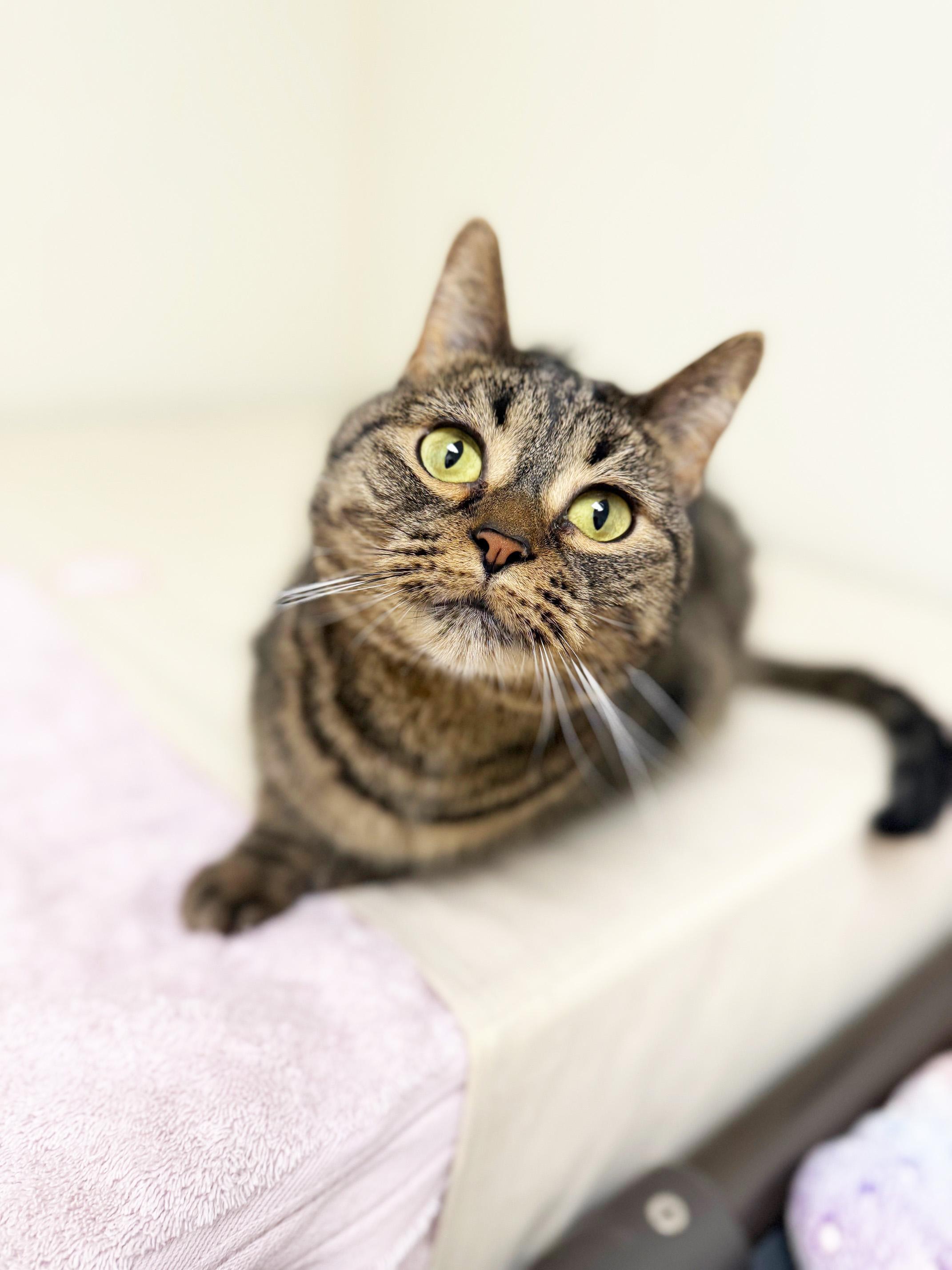 Enlarge Lexi - cuddly adorable sweetheart!, a ADOPTABLE Tabby in Oshkosh, WI image 1/6