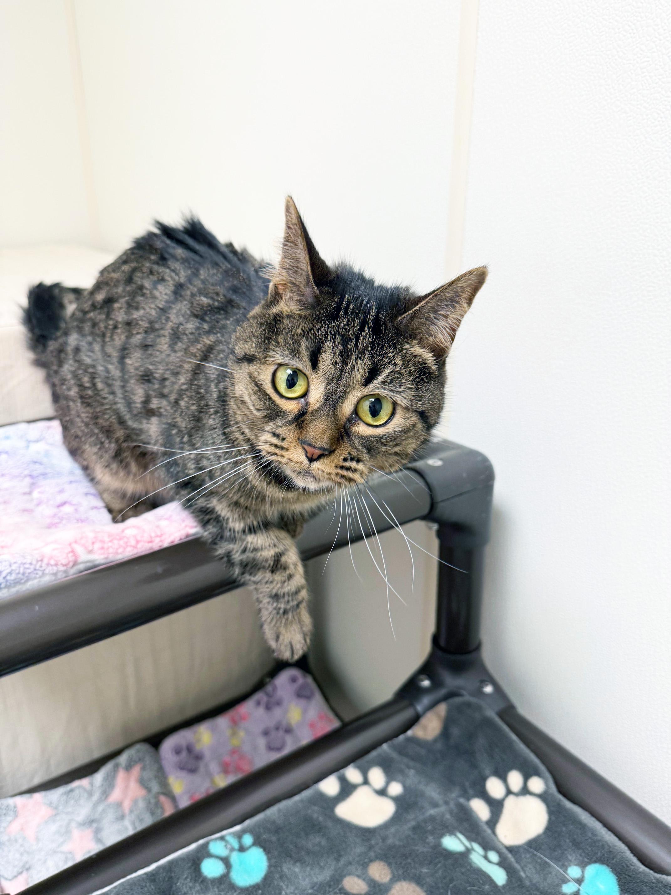 Enlarge Lexi - cuddly adorable sweetheart!, a ADOPTABLE Tabby in Oshkosh, WI image 5/6