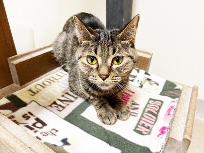 Enlarge Lexi - cuddly adorable sweetheart!, a ADOPTABLE Tabby in Oshkosh, WI image 4/6