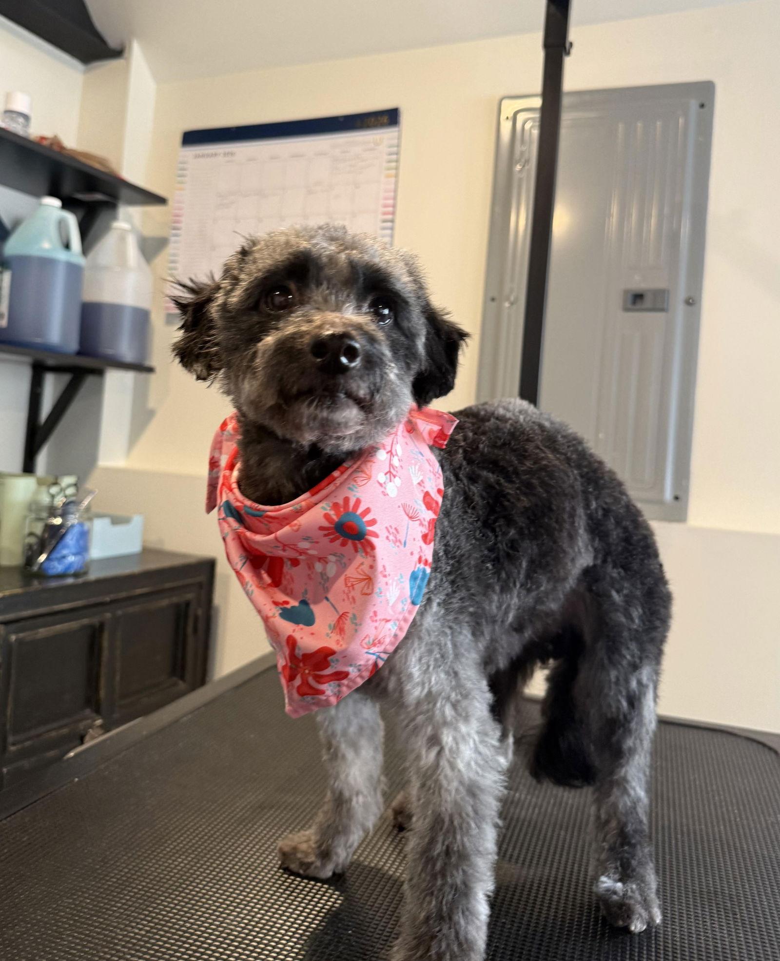 Marilyn, Adopted, Adult Female Poodle.