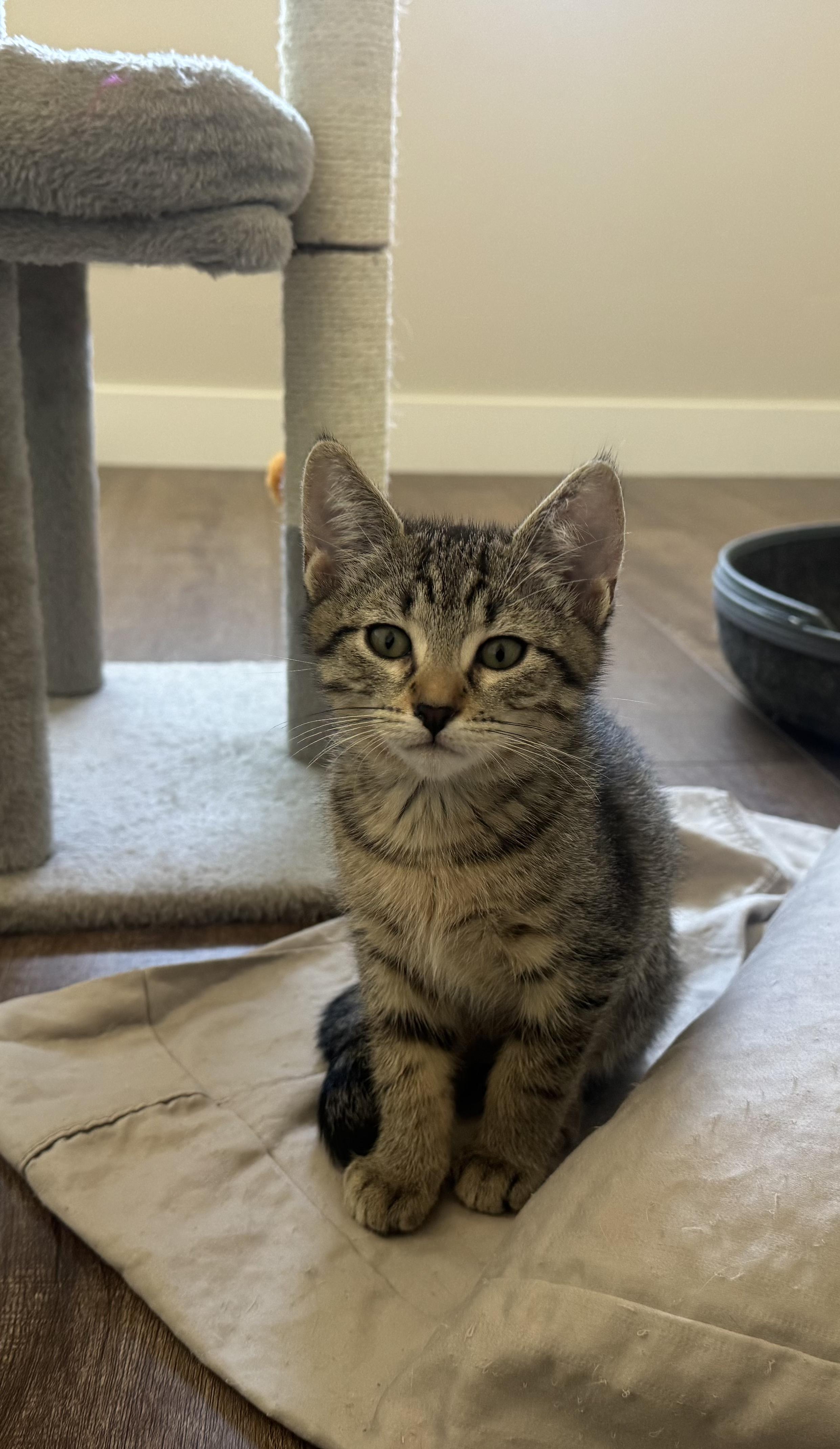 Dutchess & Spark, Adopted, Kitten Female Domestic Short Hair.