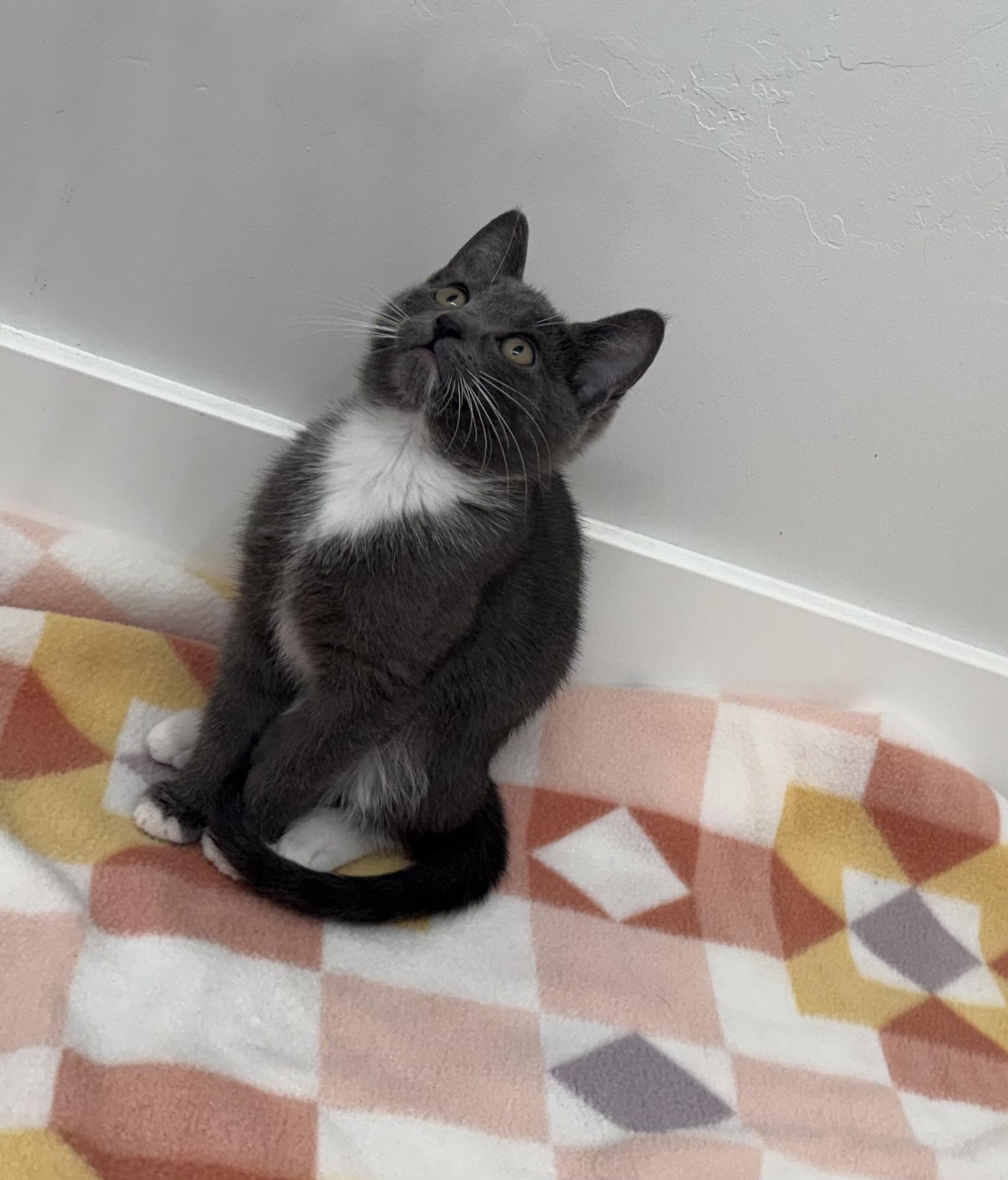 Enlarge Dutchess & Spark, a Adopted Domestic Short Hair in San Jose, CA image 2/5
