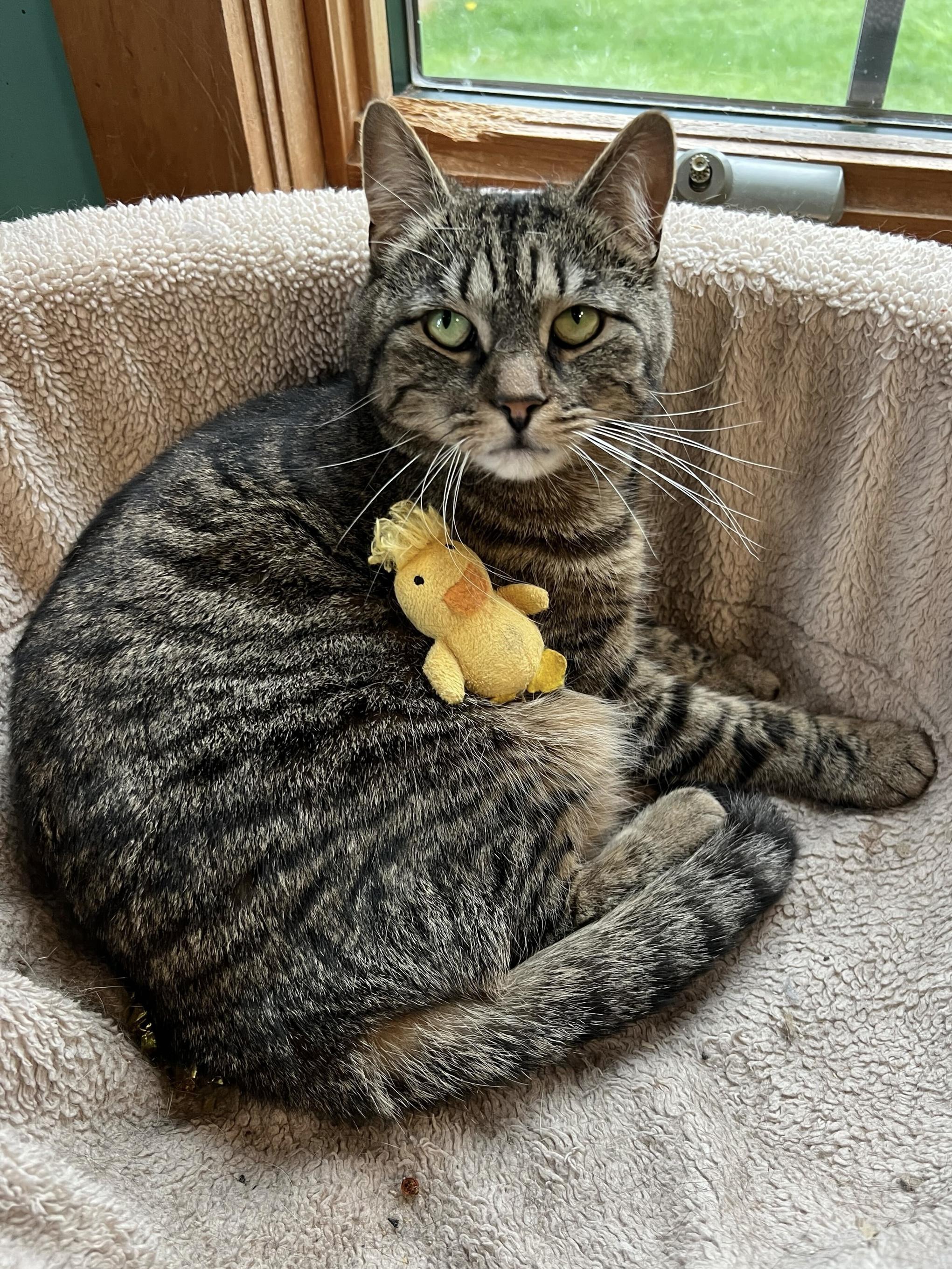 Nala