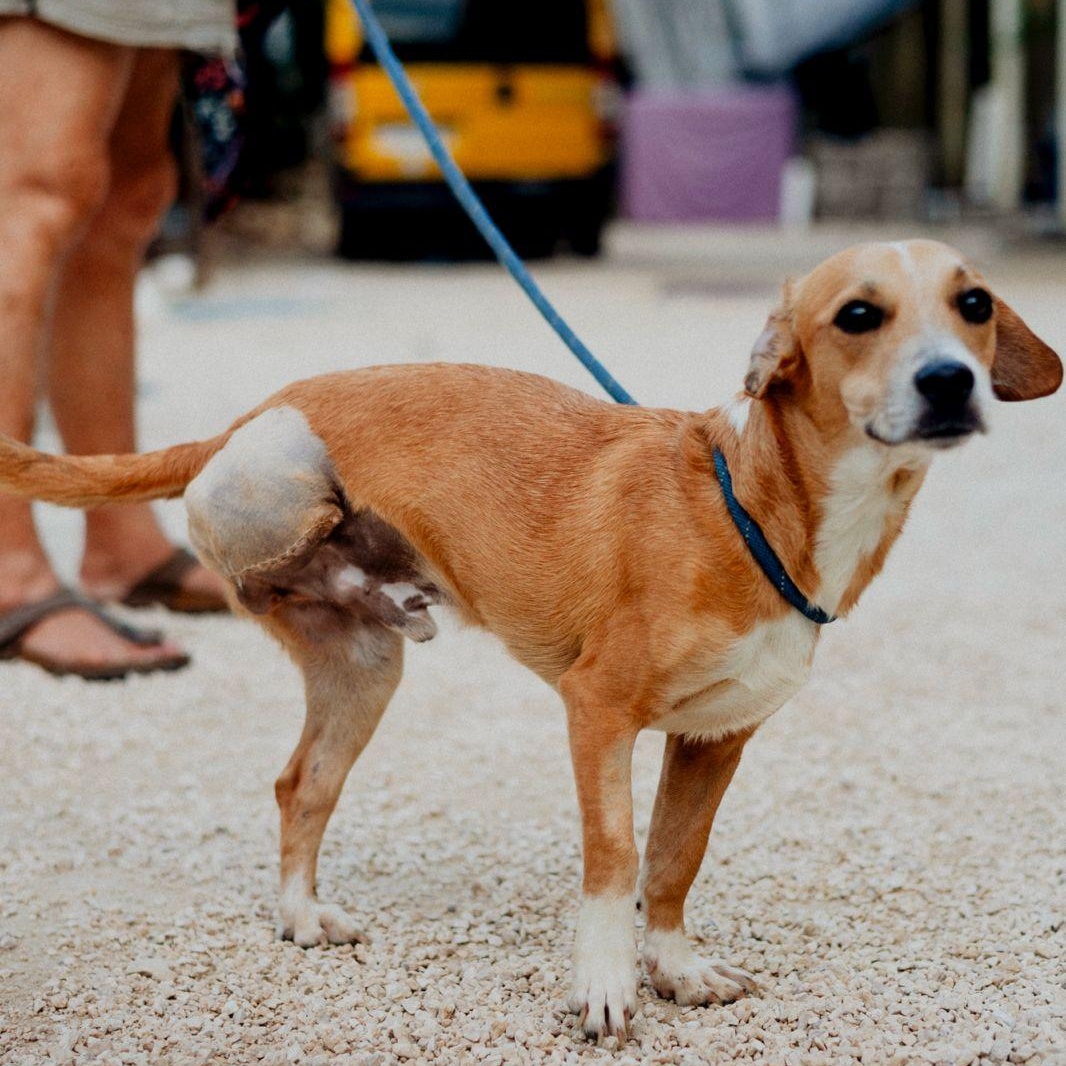 Enlarge Mickey , a ADOPTABLE mixed breed in Williamsburg, ON image 6/6