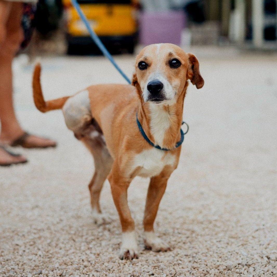 Enlarge Mickey , a ADOPTABLE mixed breed in Williamsburg, ON image 4/6