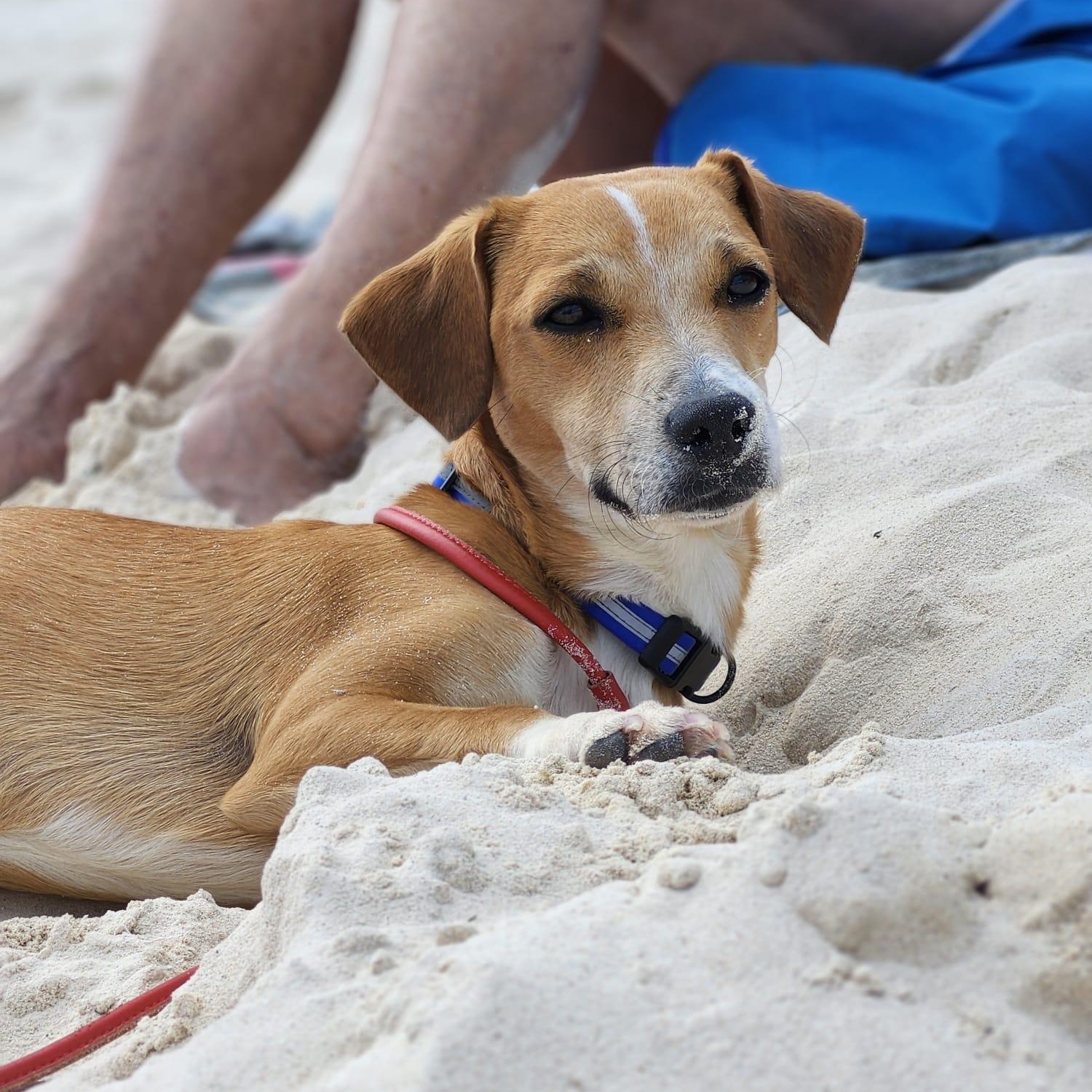Mickey , ADOPTABLE, Young Male Beagle & Hound.