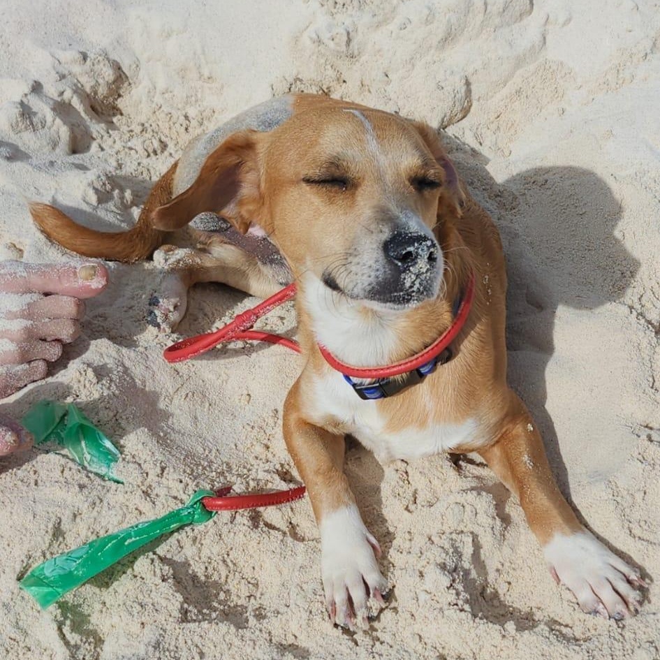 Enlarge Mickey , a ADOPTABLE mixed breed in Williamsburg, ON image 3/6