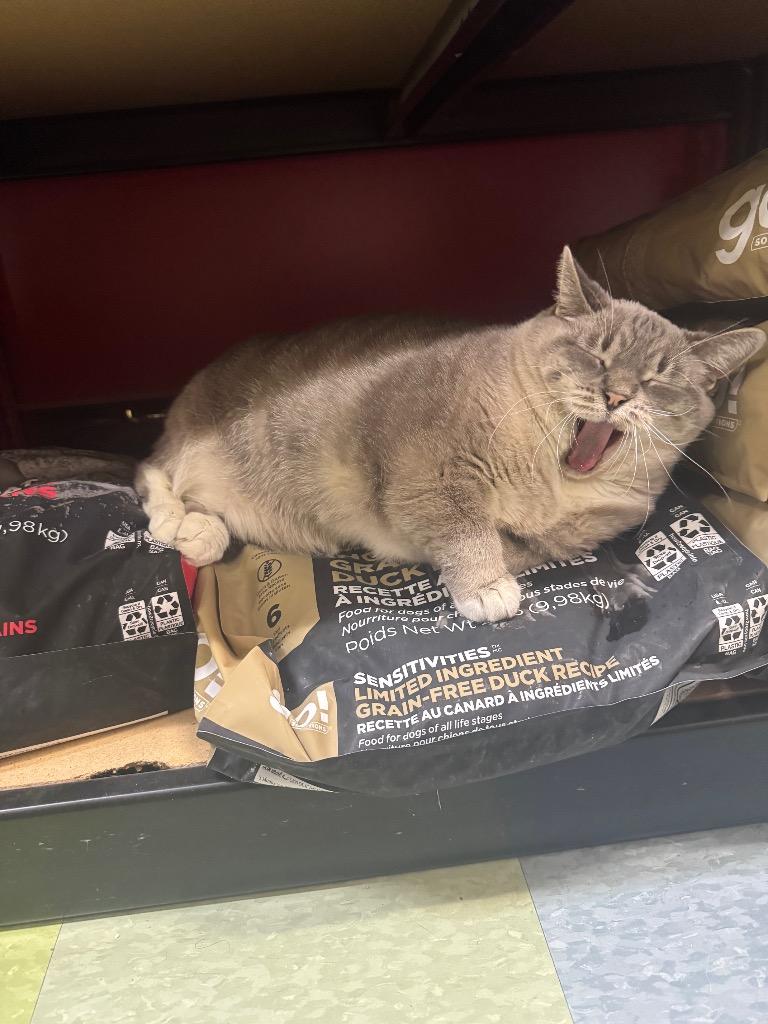 Saffron, Adoptable, Senior Female Domestic Short Hair.