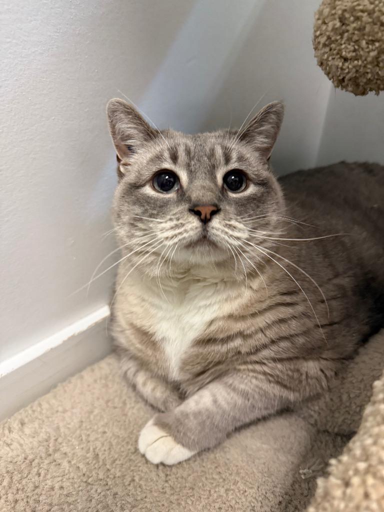 Saffron, a Adoptable mixed breed in Winnipeg, MB image 2/5