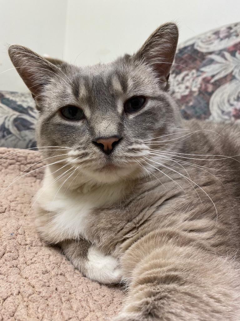 Enlarge Saffron, a Adoptable mixed breed in Winnipeg, MB image 3/6