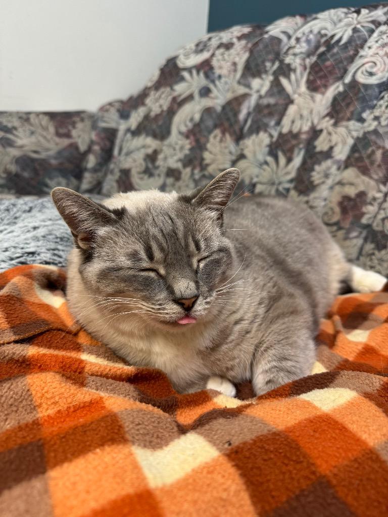 Saffron, a Adoptable mixed breed in Winnipeg, MB image 3/5