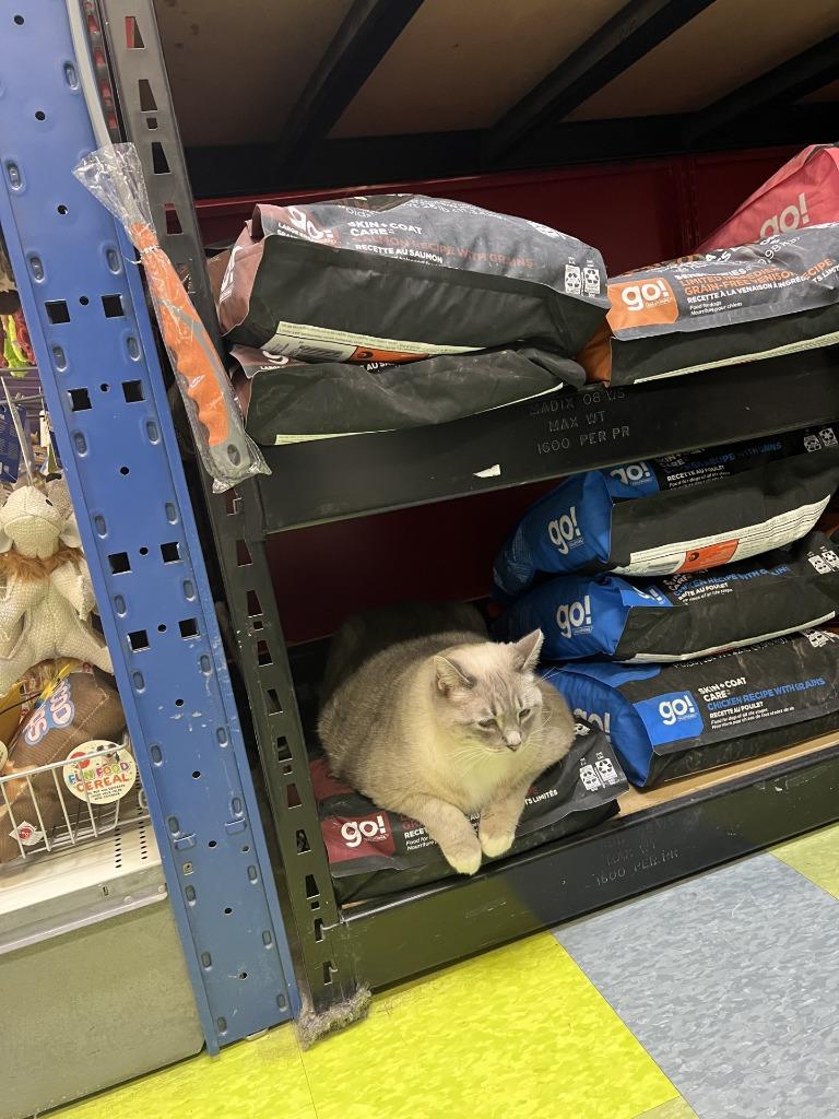 Saffron, a Adoptable mixed breed in Winnipeg, MB image 4/5