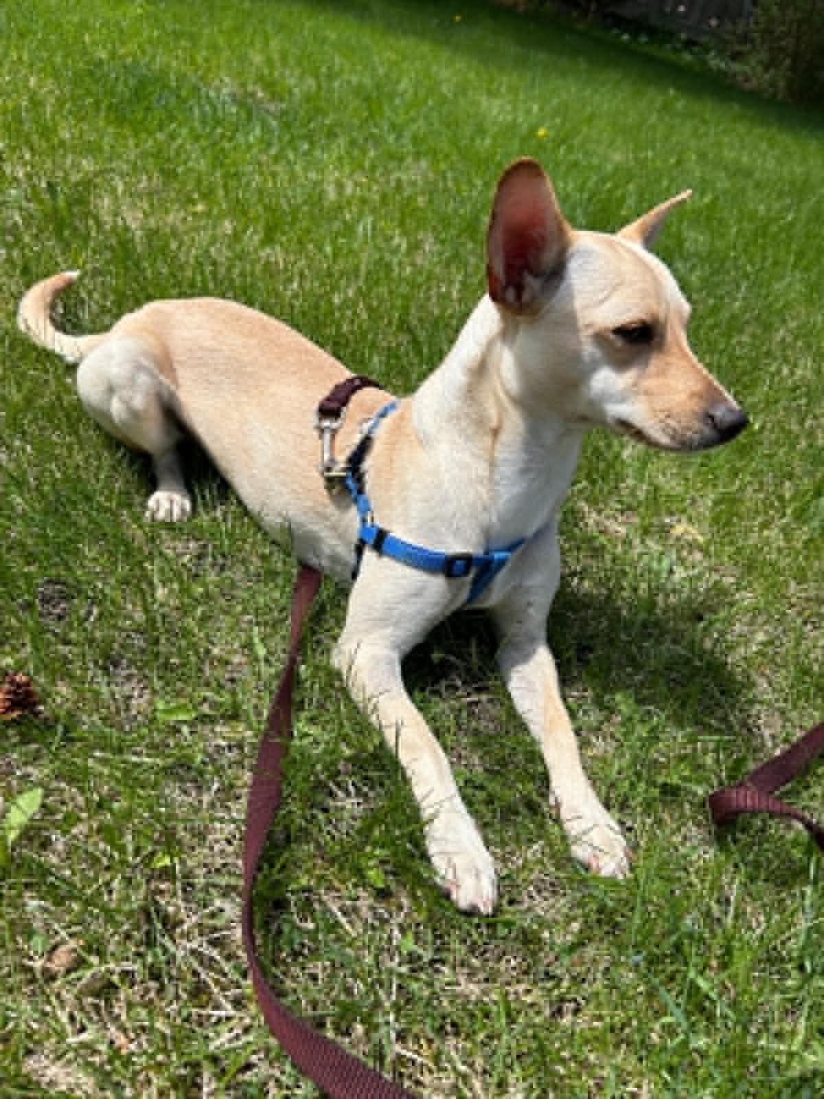 Enlarge Amber, a ADOPTABLE mixed breed in Calgary, AB image 1/3